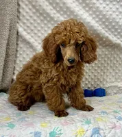 George CKC, a male Poodle - Miniature  for sale in Childress, TX – Photo 2 of 7