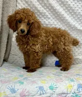 George CKC, a male Poodle - Miniature  for sale in Childress, TX – Photo 1 of 7