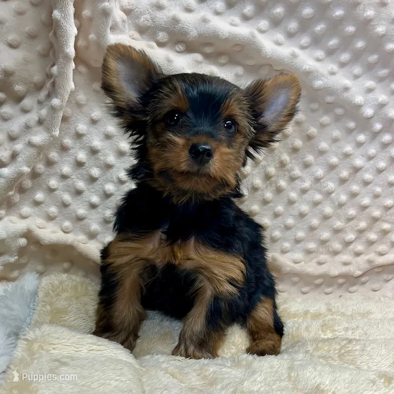 June – Yorkshire Terrier puppy for sale in Childress, TX