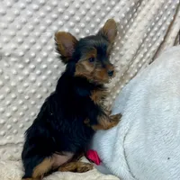June, a female Yorkshire Terrier for sale in Childress, TX – 3 of 5