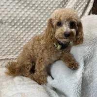 Walter Maltilpoo, a male Maltipoo for sale in Childress, TX – 2 of 5