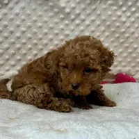 Red Prissy, a female Maltipoo for sale in Childress, TX – 7 of 9