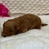 Red Prissy, a female Maltipoo for sale in Childress, TX – Photo 2 of 4