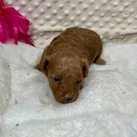 Red Prissy, a female Maltipoo for sale in Childress, TX – Photo 3 of 4