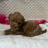 Red Prissy, a female Maltipoo for sale in Childress, TX – 4 of 9
