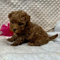 Red Prissy, a female Maltipoo for sale in Childress, TX – 5 of 9