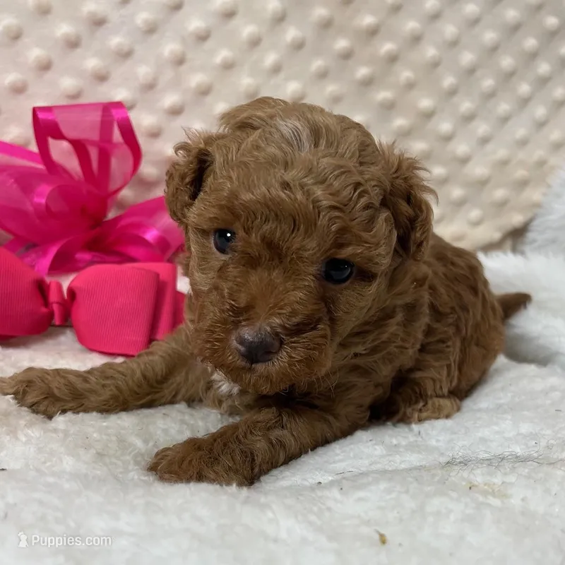 Red Prissy – Maltipoo puppy for sale in Childress, TX