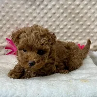 Red Prissy, a female Maltipoo for sale in Childress, TX – 3 of 9