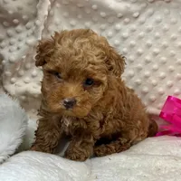 Red Prissy, a female Maltipoo for sale in Childress, TX – 9 of 9