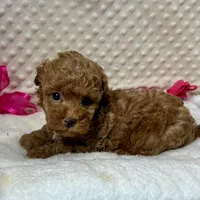 Red Prissy, a female Maltipoo for sale in Childress, TX – 2 of 9