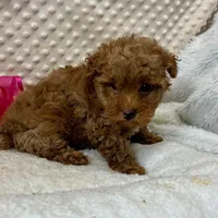 Red Prissy, a female Maltipoo for sale in Childress, TX – 6 of 9