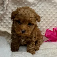 Red Prissy, a female Maltipoo for sale in Childress, TX – 8 of 9