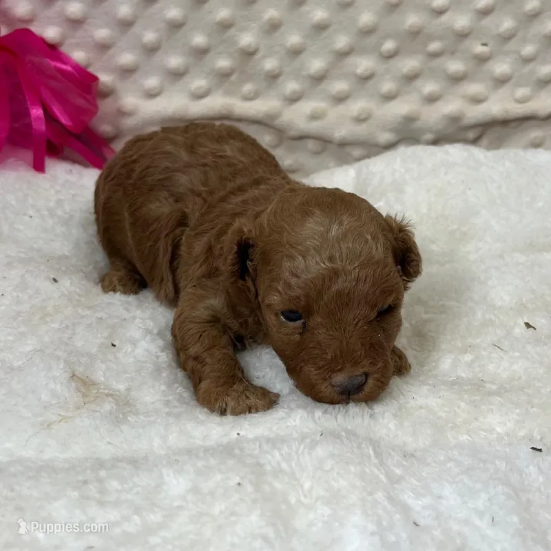Red Prissy – Maltipoo puppy for sale in Childress, TX