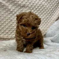 Red Prissy, a female Maltipoo for sale in Childress, TX – 1 of 9