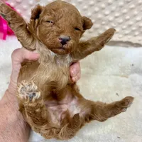 Red Prissy, a female Maltipoo for sale in Childress, TX – Photo 4 of 4