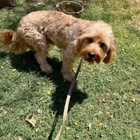 Pal, a male Cavapoo for sale in Childress, TX – Photo 3 of 4