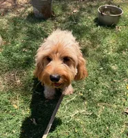 Pal, a male Cavapoo for sale in Childress, TX – Photo 2 of 4