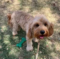 Pal, a male Cavapoo for sale in Childress, TX – Photo 1 of 4