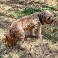 Pal, a male Cavapoo for sale in Childress, TX – Photo 4 of 4