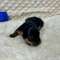 Jake, a male Yorkshire Terrier for sale in Childress, TX – 2 of 4