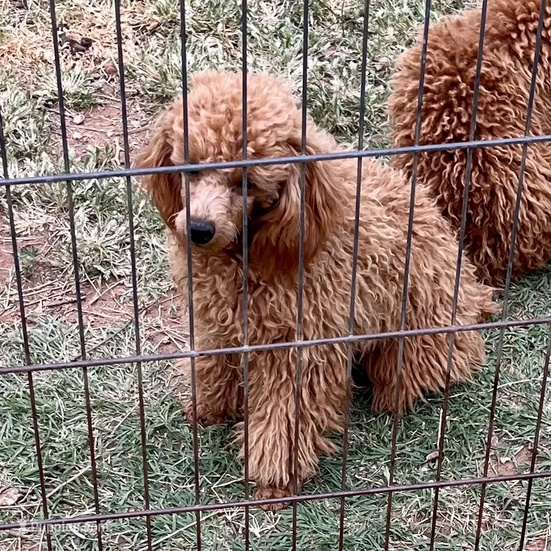 CKC Red "Ferm" Childress, Tx. – Poodle - Toy  puppy for sale in Childress, TX