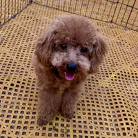 Tiny "Newton", a male Maltipoo and Poodle - Toy  for sale in Childress, TX – 2 of 4