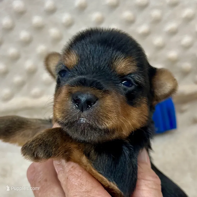 Jake – Yorkshire Terrier puppy for sale in Childress, TX