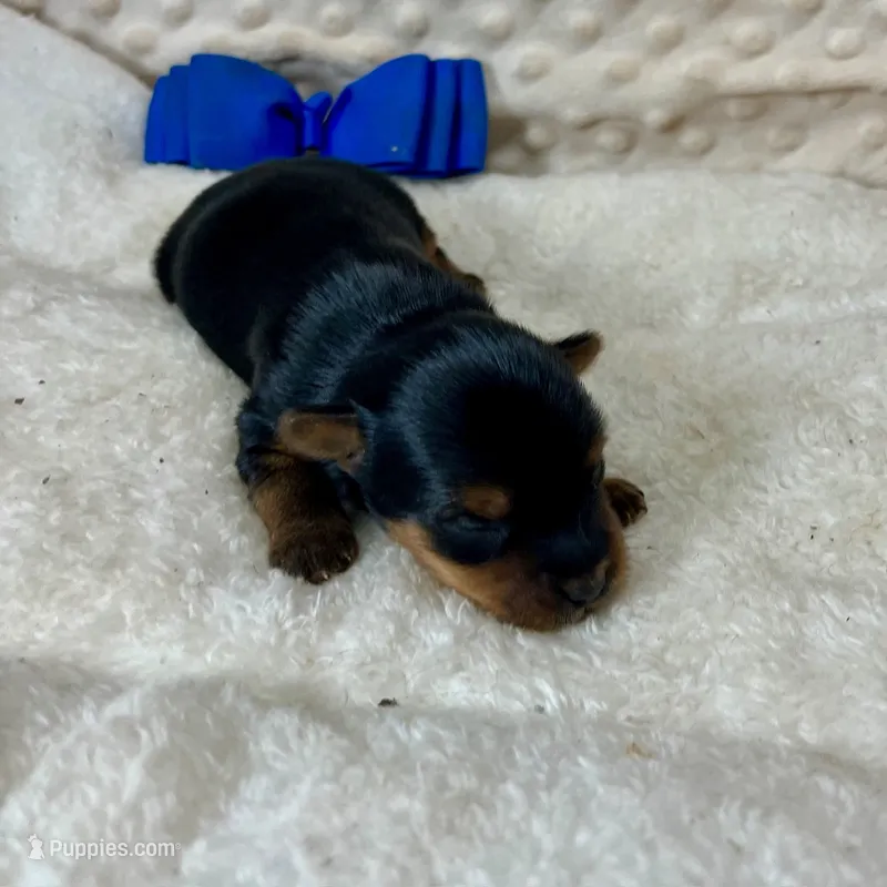 Jake – Yorkshire Terrier puppy for sale in Childress, TX