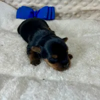 Jake, a male Yorkshire Terrier for sale in Childress, TX – 1 of 4