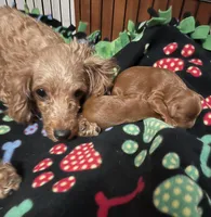 Rhyle's "Rachael" F1 Cavapoo, a female Cavapoo for sale in Childress, TX – Photo 9 of 9