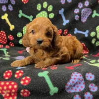 Rhyle's "Rachael" F1 Cavapoo, a female Cavapoo for sale in Childress, TX – Photo 4 of 9