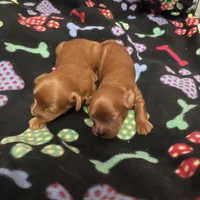 Rhyle's "Rachael" F1 Cavapoo, a female Cavapoo for sale in Childress, TX – Photo 8 of 9