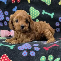 Rhyle's "Rachael" F1 Cavapoo, a female Cavapoo for sale in Childress, TX – Photo 5 of 9
