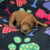 Rhyle's "Rachael" F1 Cavapoo, a female Cavapoo for sale in Childress, TX – Photo 7 of 9