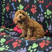Rhyle's "Rachael" F1 Cavapoo, a female Cavapoo for sale in Childress, TX – Photo 1 of 9