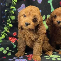 Rhyle's "Rachael" F1 Cavapoo, a female Cavapoo for sale in Childress, TX – Photo 2 of 9