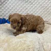 Sweet Tater, a male Maltipoo for sale in Childress, TX – 1 of 4