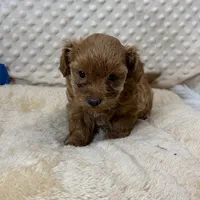 Sweet Tater, a male Maltipoo for sale in Childress, TX – 3 of 4