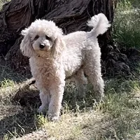 Whitney, a female Cavapoo for sale in Childress, TX – Photo 5 of 5