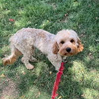 Whitney, a female Cavapoo for sale in Childress, TX – Photo 2 of 5