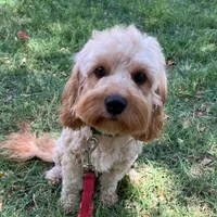 Whitney, a female Cavapoo for sale in Childress, TX – Photo 3 of 5
