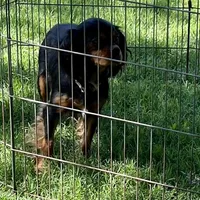 Whitney, a female Cavapoo for sale in Childress, TX – Photo 4 of 5