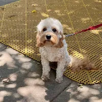 Whitney, a female Cavapoo for sale in Childress, TX – Photo 1 of 5