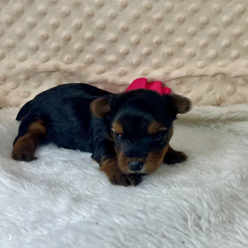 Jenny – Yorkshire Terrier puppy for sale in Childress, TX