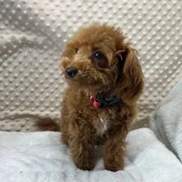 Tiny Patrick ~RESERVED~, a male Maltipoo and Poodle - Toy  for sale in Childress, TX – Photo 4 of 5