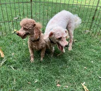 Tiny Patrick ~RESERVED~, a male Maltipoo and Poodle - Toy  for sale in Childress, TX – Photo 5 of 5