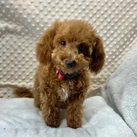 Tiny Patrick ~RESERVED~, a male Maltipoo and Poodle - Toy  for sale in Childress, TX – Photo 1 of 5