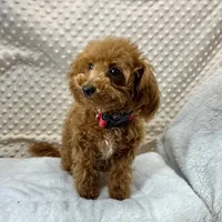 Tiny Patrick ~RESERVED~, a male Maltipoo and Poodle - Toy  for sale in Childress, TX – Photo 3 of 5