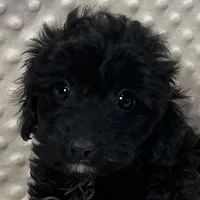 Sister, a female Maltipoo and Yorkipoo for sale in Childress, TX – Photo 4 of 5