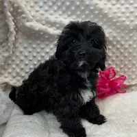 Sister, a female Maltipoo and Yorkipoo for sale in Childress, TX – Photo 4 of 5